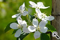 Apfelblüte im Vinschgau